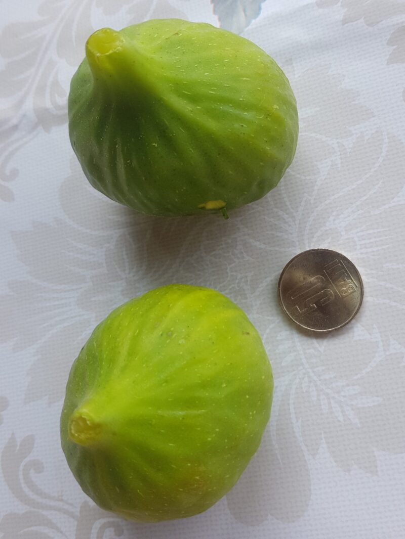 Smochin Dottato Românesc