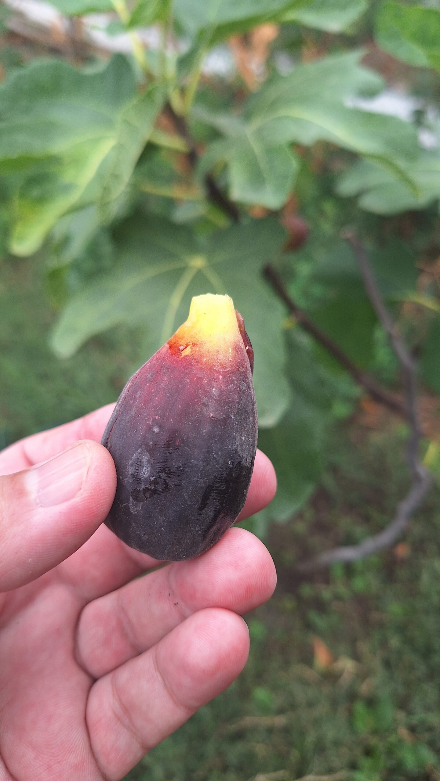 Smochin Moro din Caneva (Nerino) - imagine 3