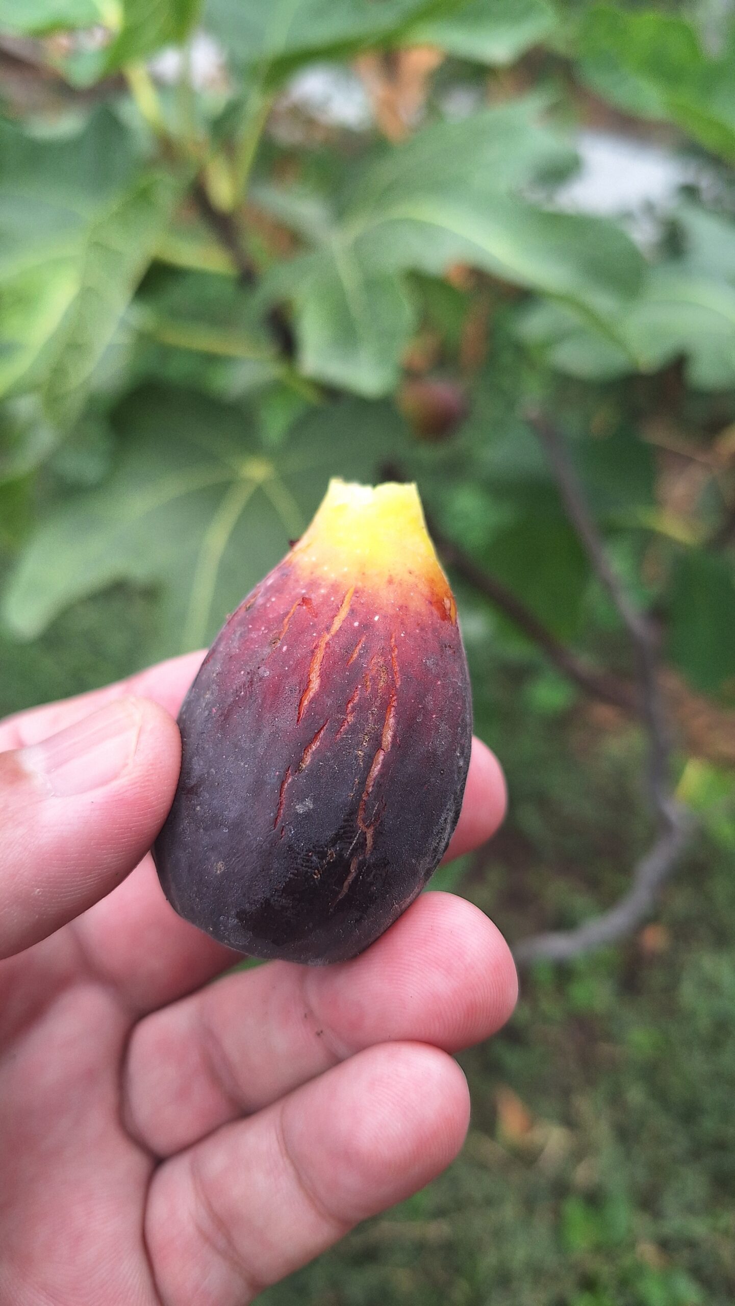 Smochin Moro din Caneva (Nerino) - imagine 4