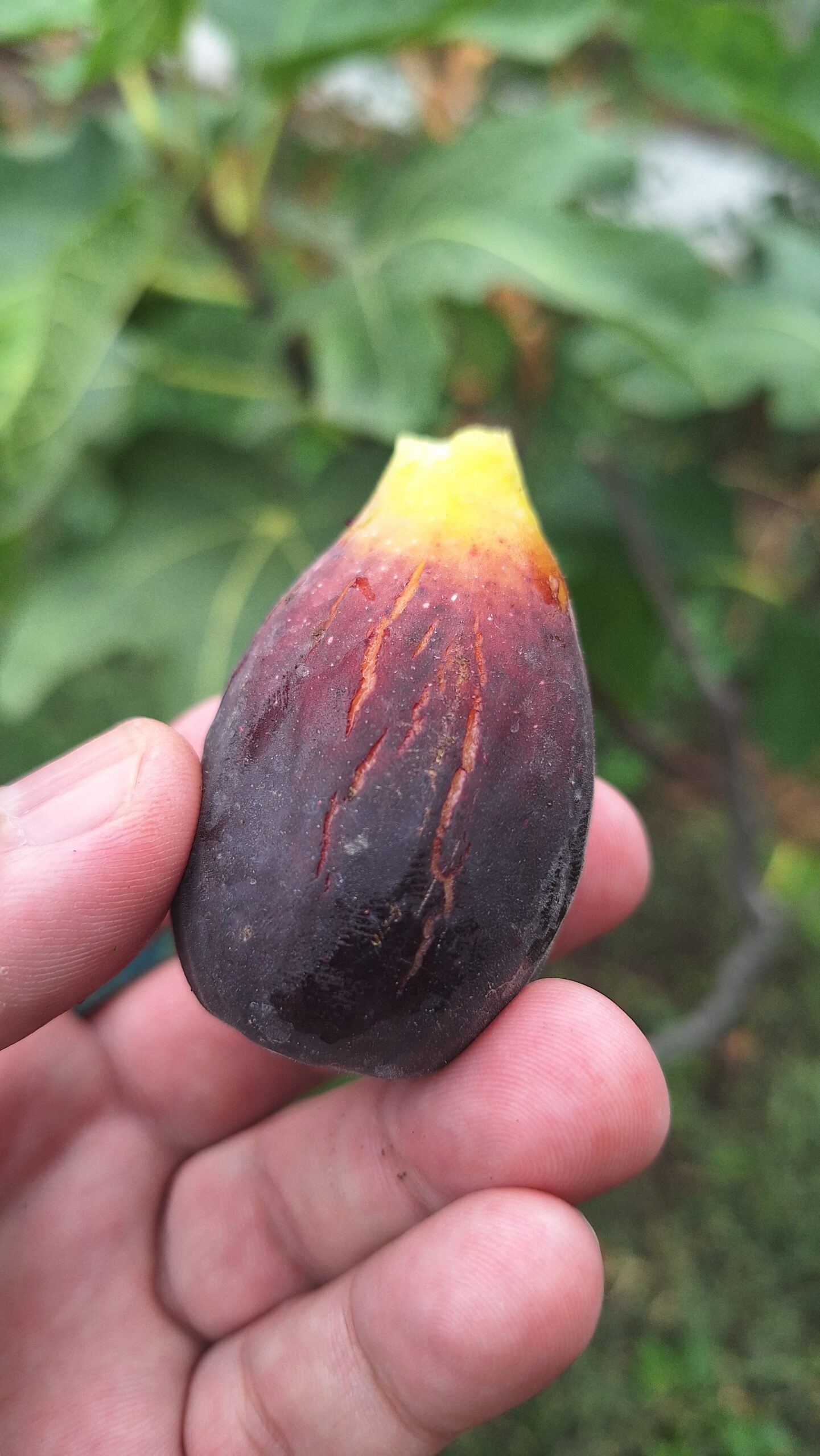 Smochin Moro din Caneva (Nerino) - imagine 5