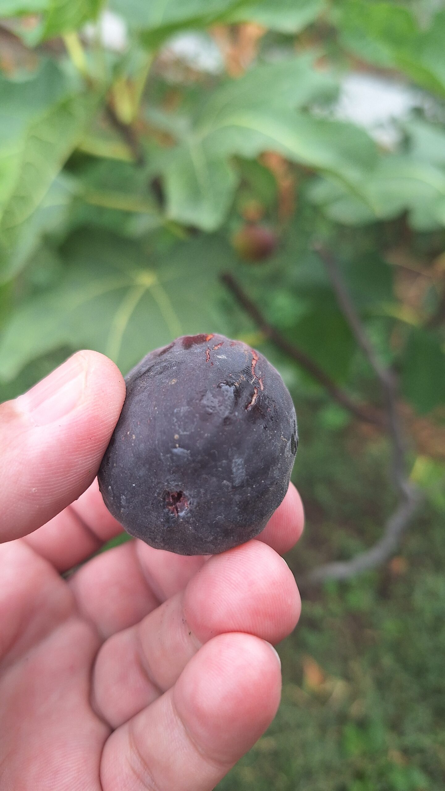 Smochin Moro din Caneva (Nerino) - imagine 6