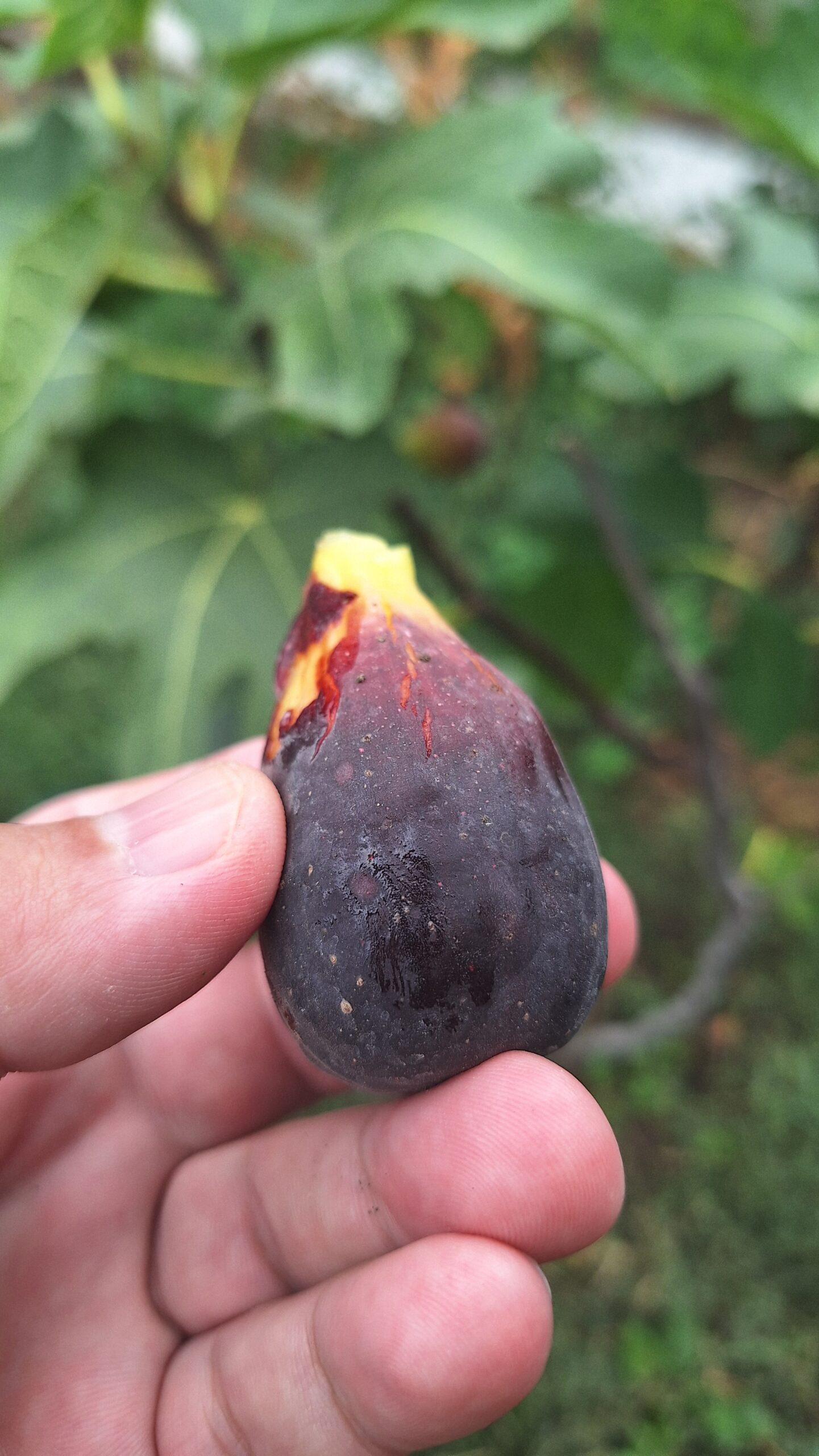 Smochin Moro din Caneva (Nerino) - imagine 7