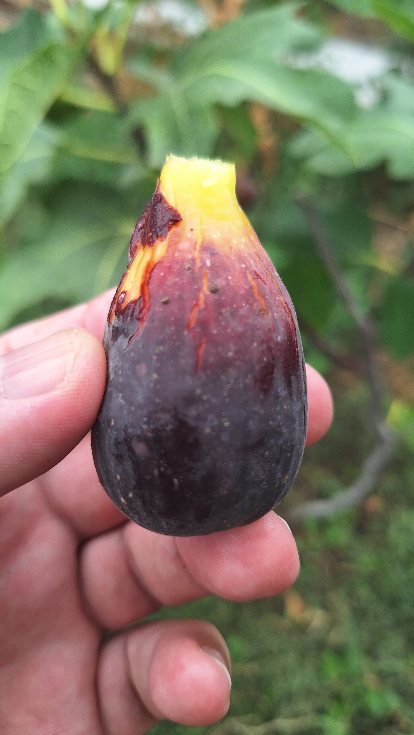 Smochin Moro din Caneva (Nerino) - imagine 8