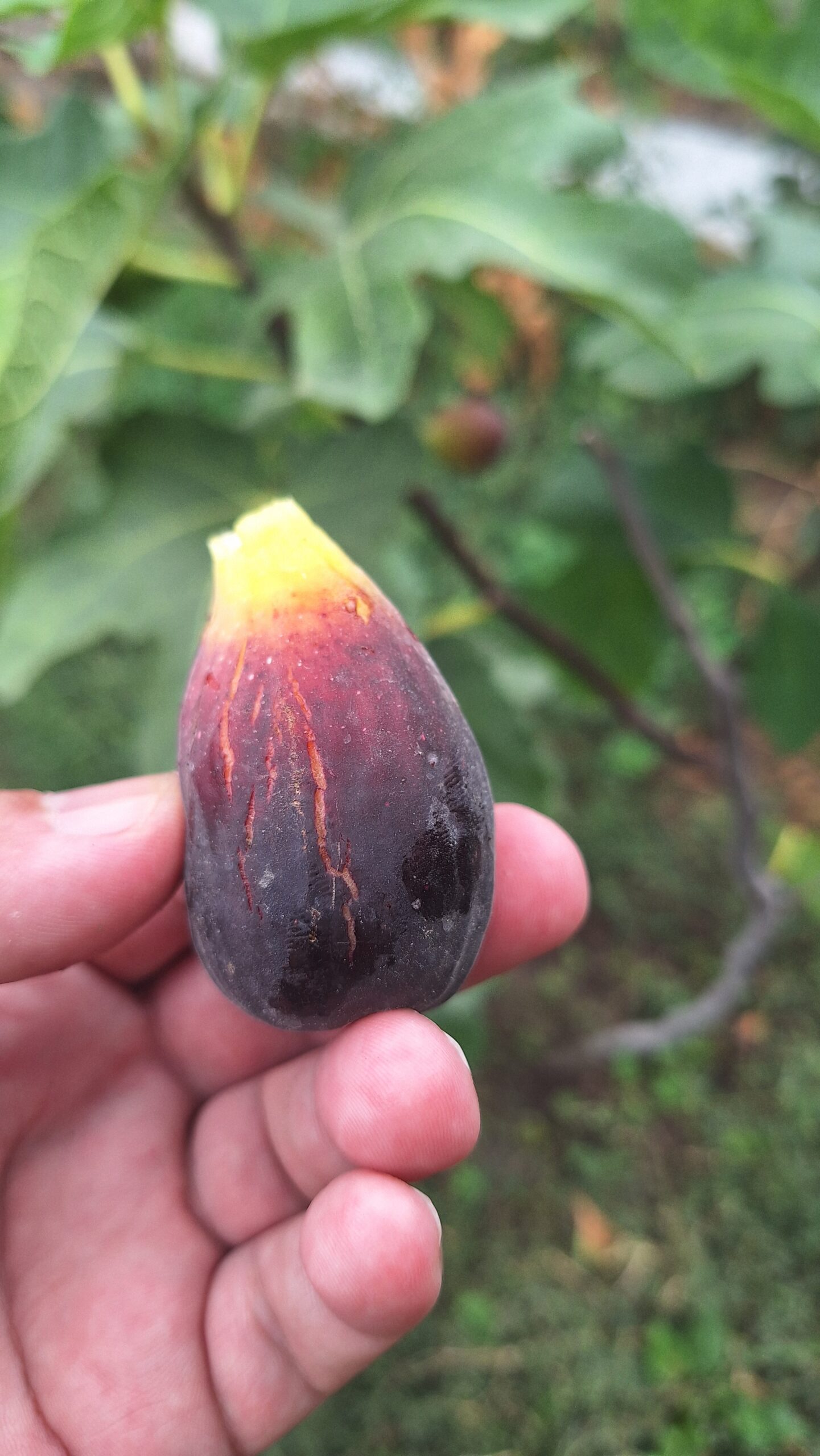 Smochin Moro din Caneva (Nerino) - imagine 2