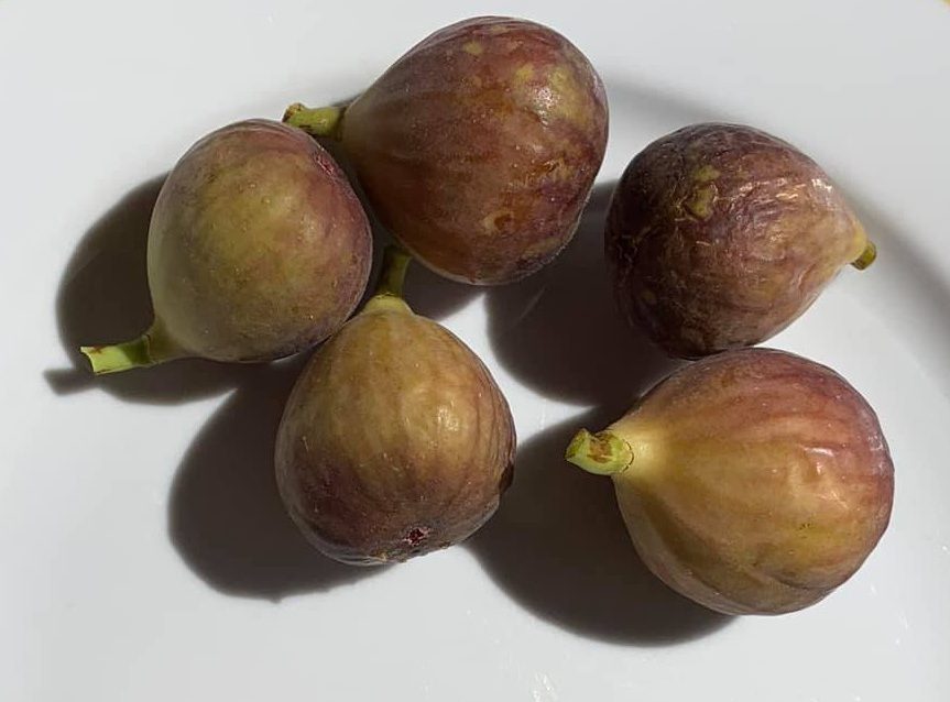 Colecția „Smochini de Nord” - imagine 4