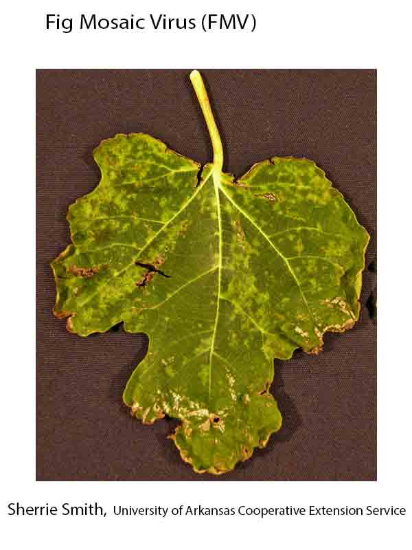 Gestionarea Problemelor, FMV-ului și altor boli ale smochinului