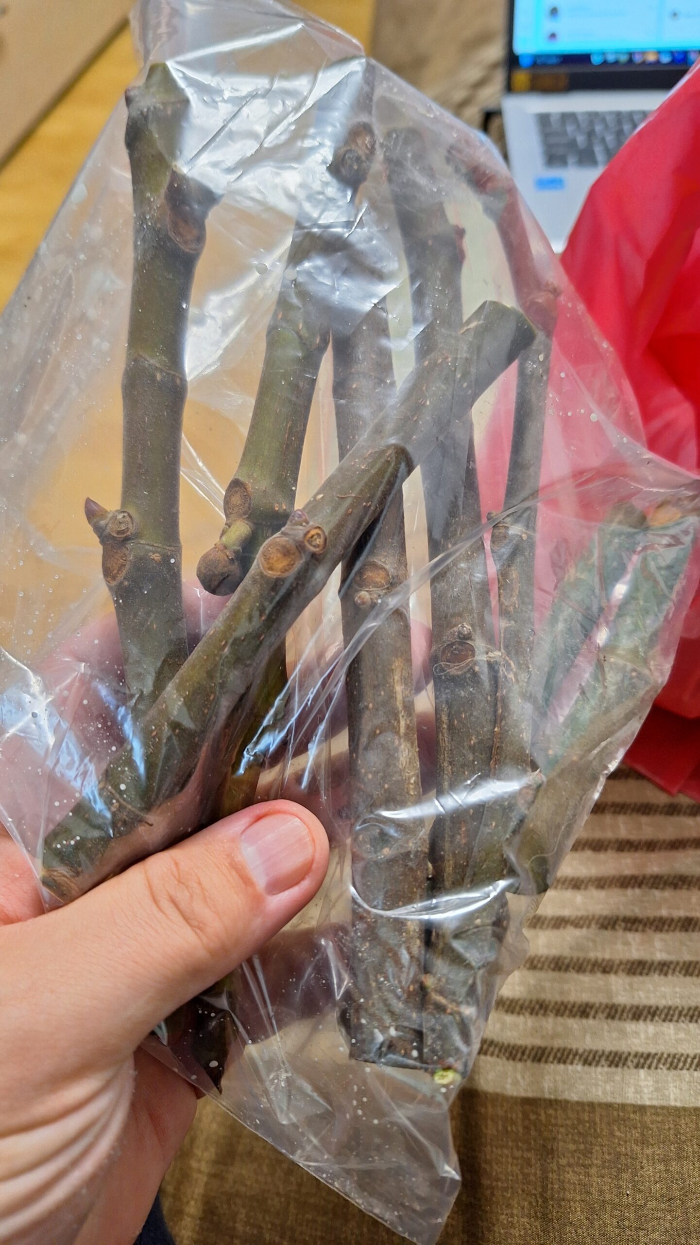 Înmulțirea smochinilor prin butășire și marcotaj aerian