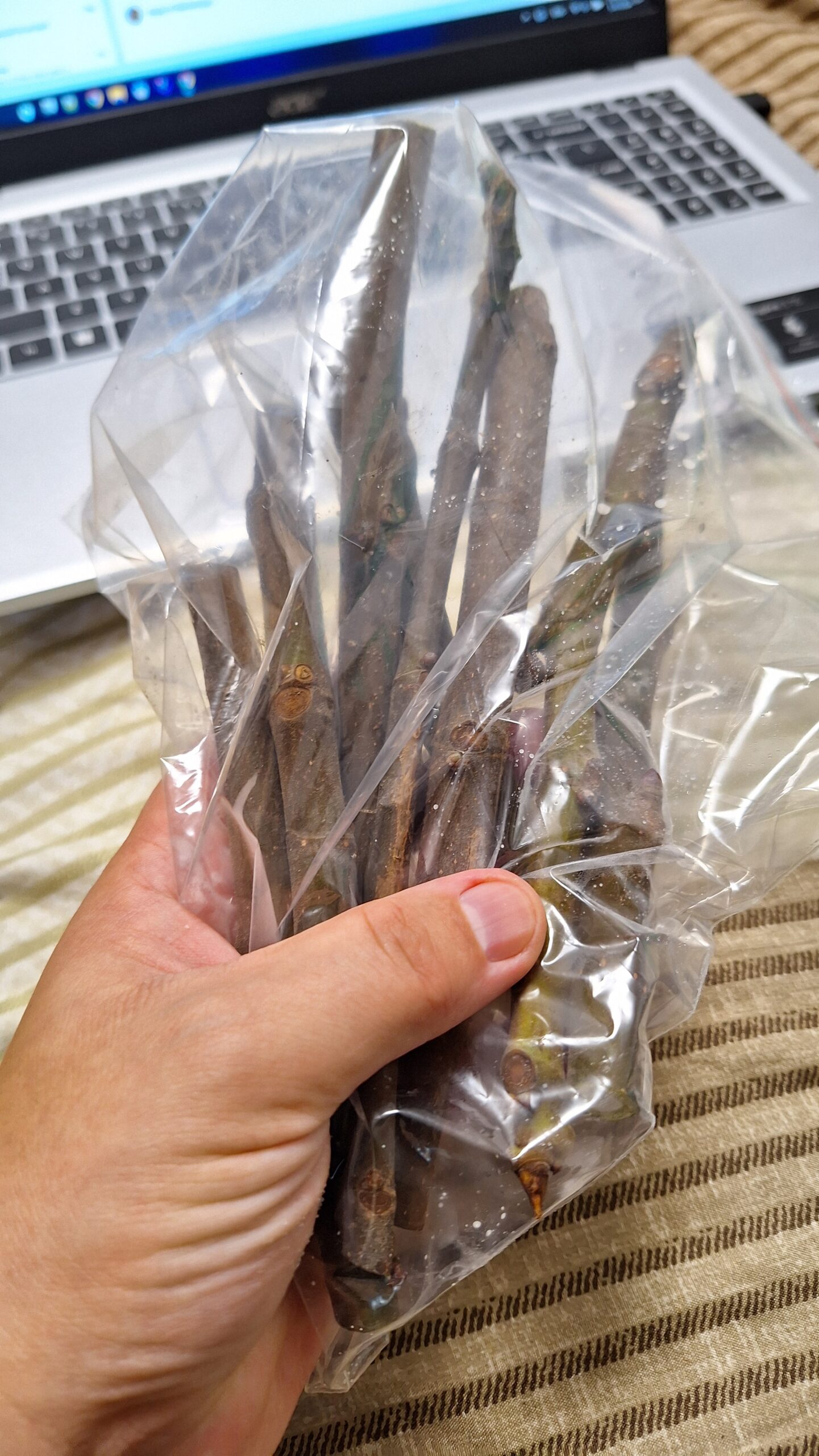 Butași de smochin din soiul Dotatto Românesc