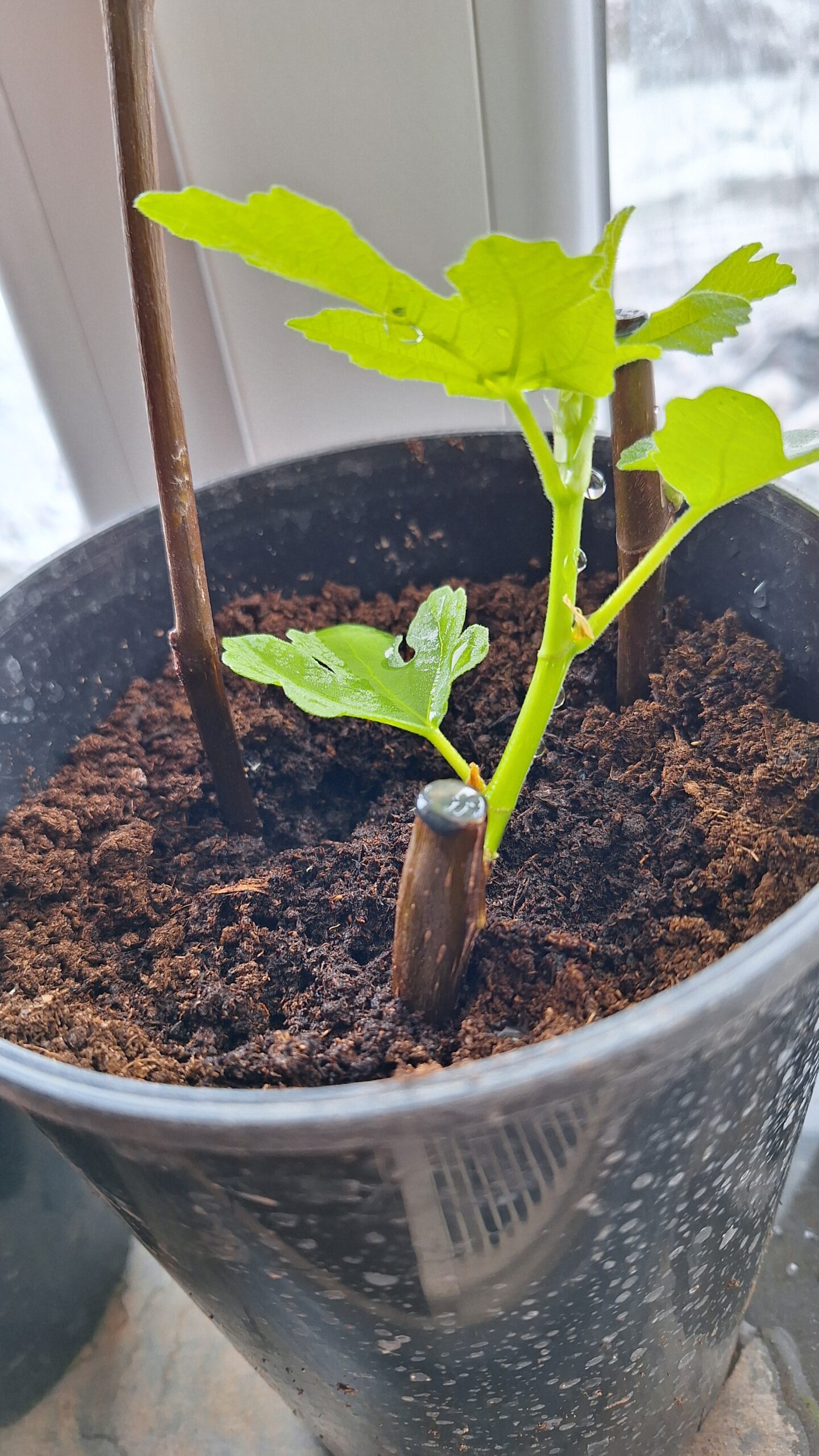 Butași de smochin din soiul Dotatto Românesc - imagine 4