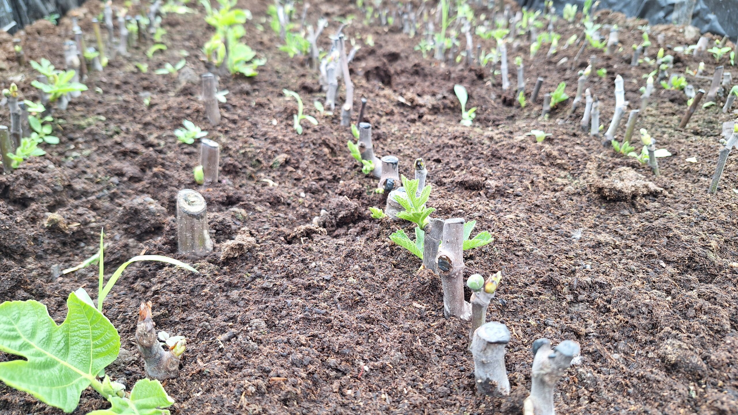 Butași de smochin din soiul Dotatto Românesc - imagine 3