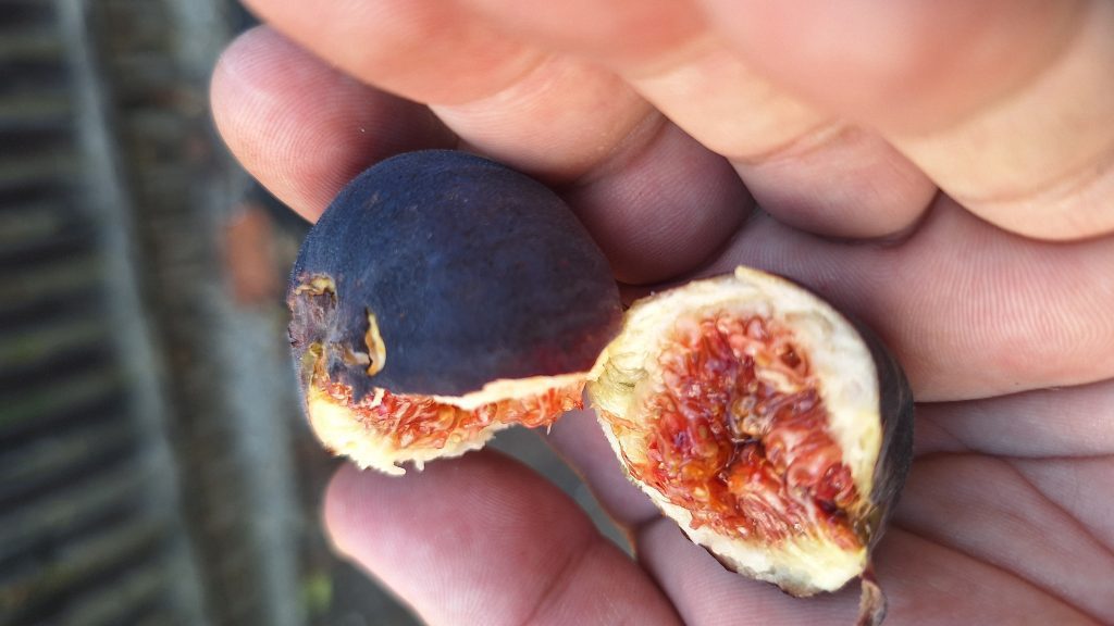 Interiorul unei smochine