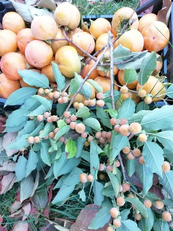 Kaki vs Lotus (Ce mi-a iesit din portaltoi?)