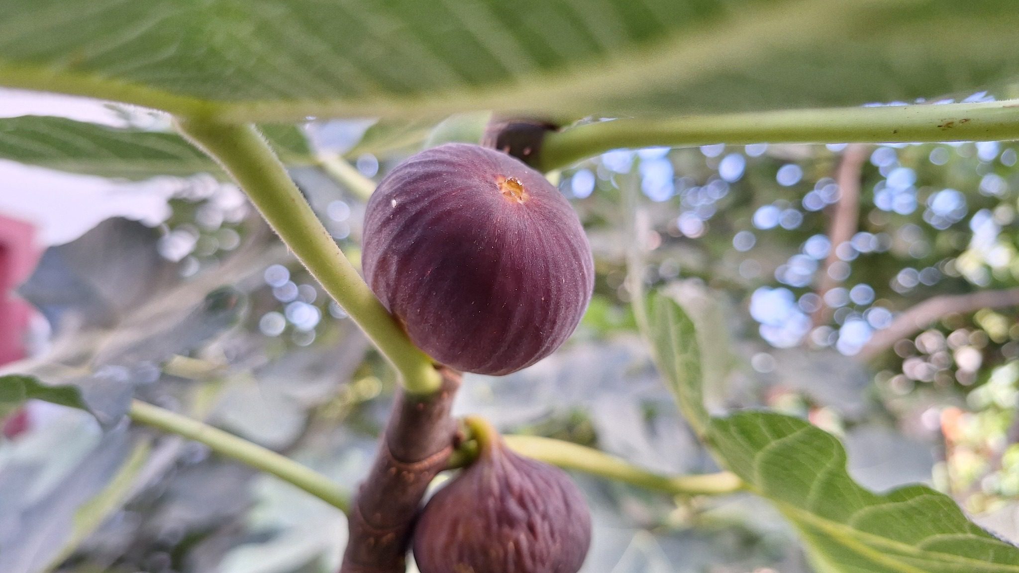 Smochin Voievod / „Albastru de Olt" - imagine 12