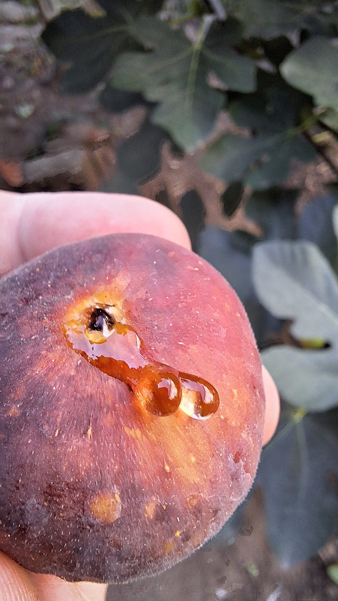 Smochin Voievod / „Albastru de Olt" - imagine 10