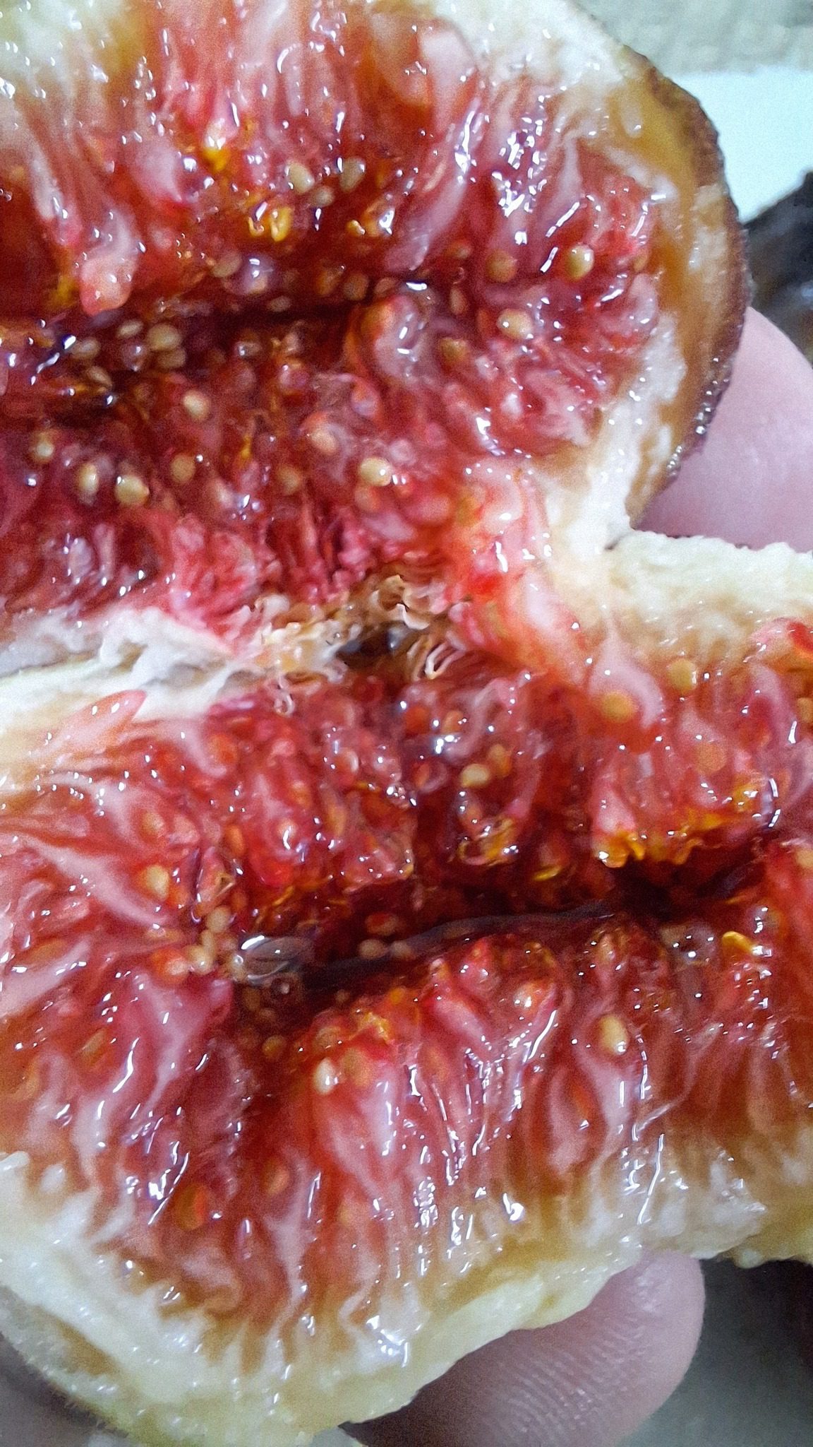 Smochin Voievod / „Albastru de Olt" - imagine 3