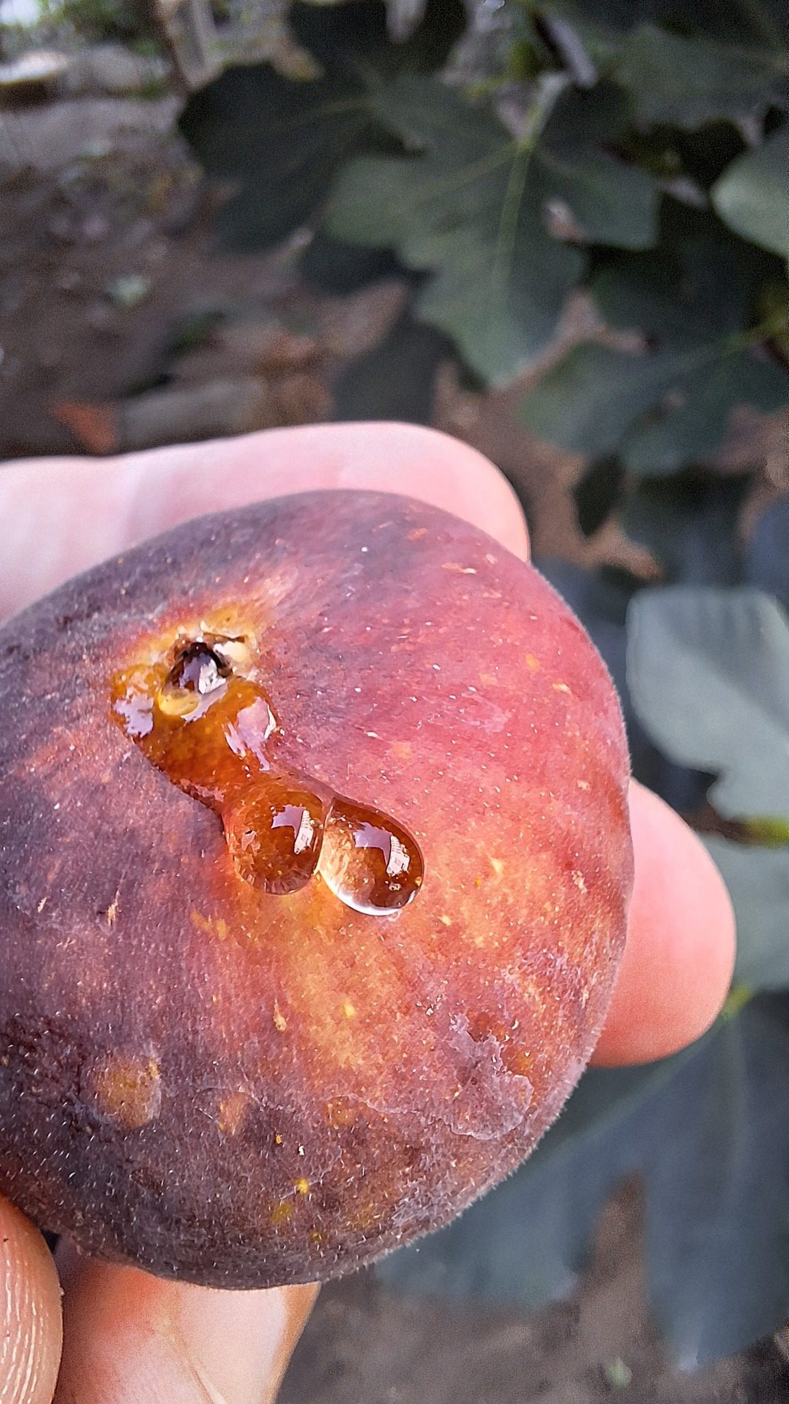 Smochin Voievod / „Albastru de Olt" - imagine 6