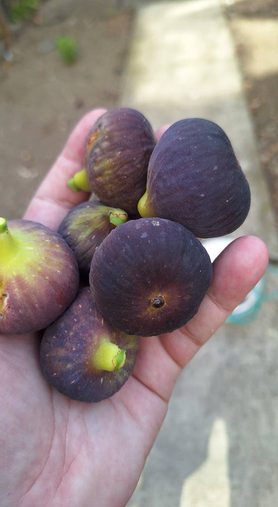 Smochin Voievod / „Albastru de Olt" - imagine 2