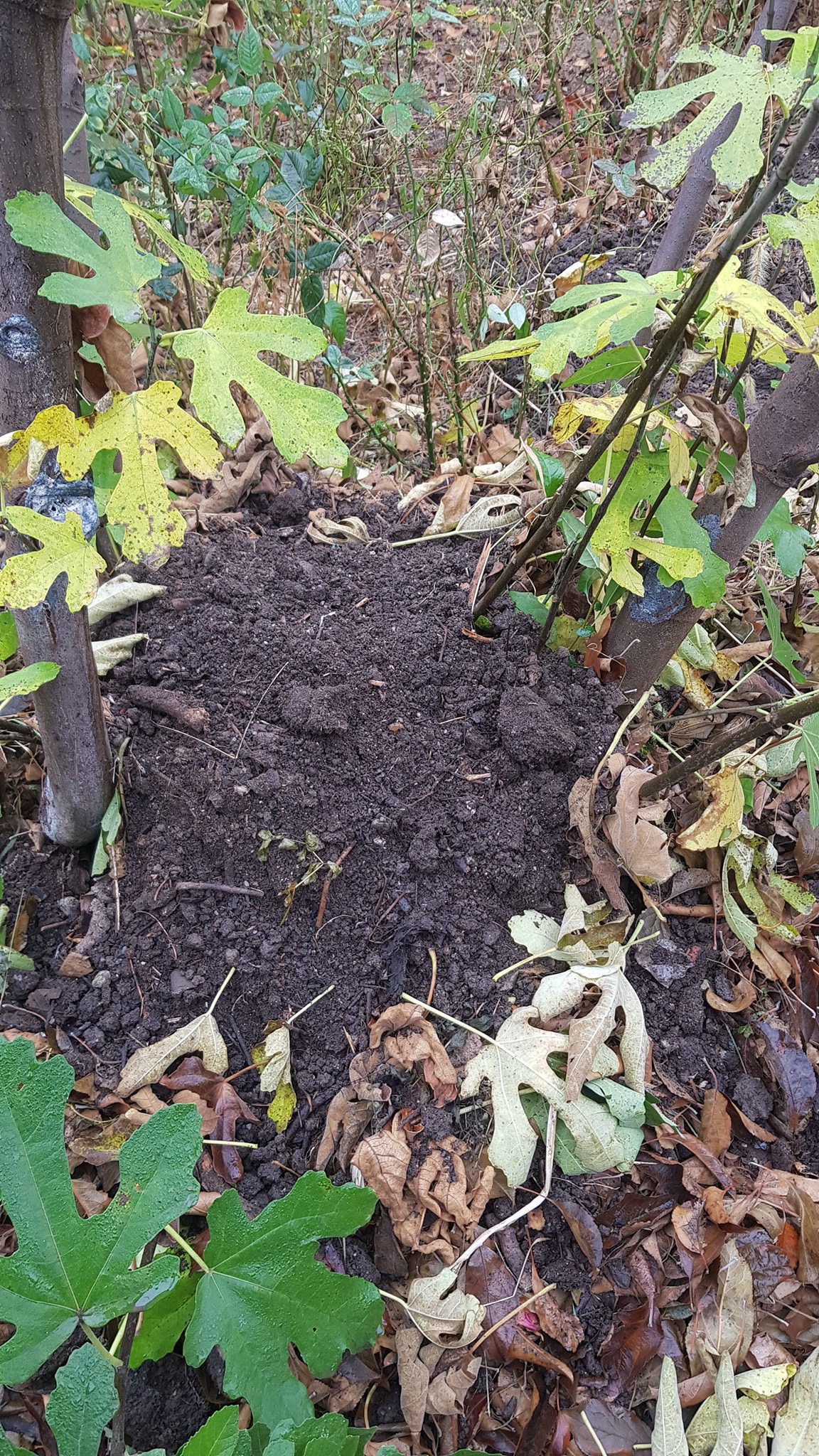 Cum protejau părinții și bunicii noștri smochinii pe timp de iarnă geroasă