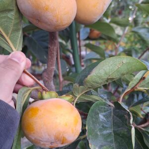 Kaki Jiro, soi neastringent (la ghiveci)