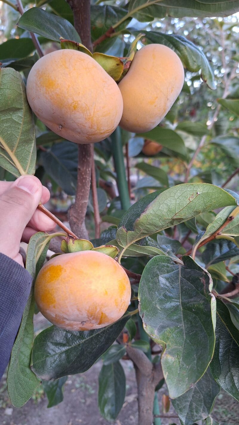 Kaki Jiro, soi neastringent (la ghiveci)