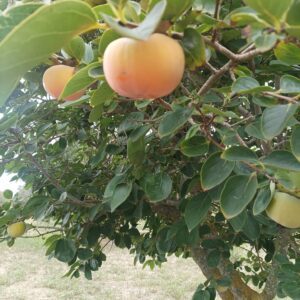 Kaki Vaniglia, soi deosebit