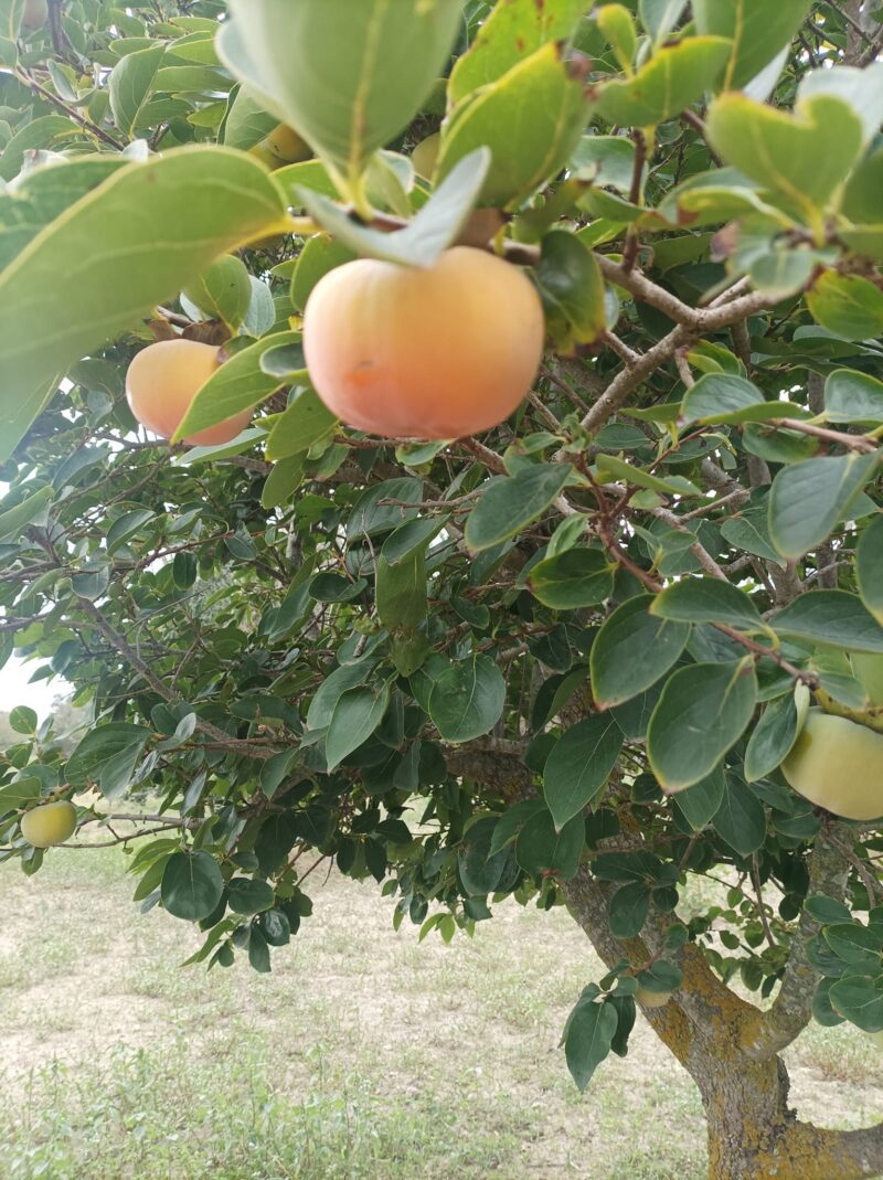 Kaki Vaniglia, soi deosebit