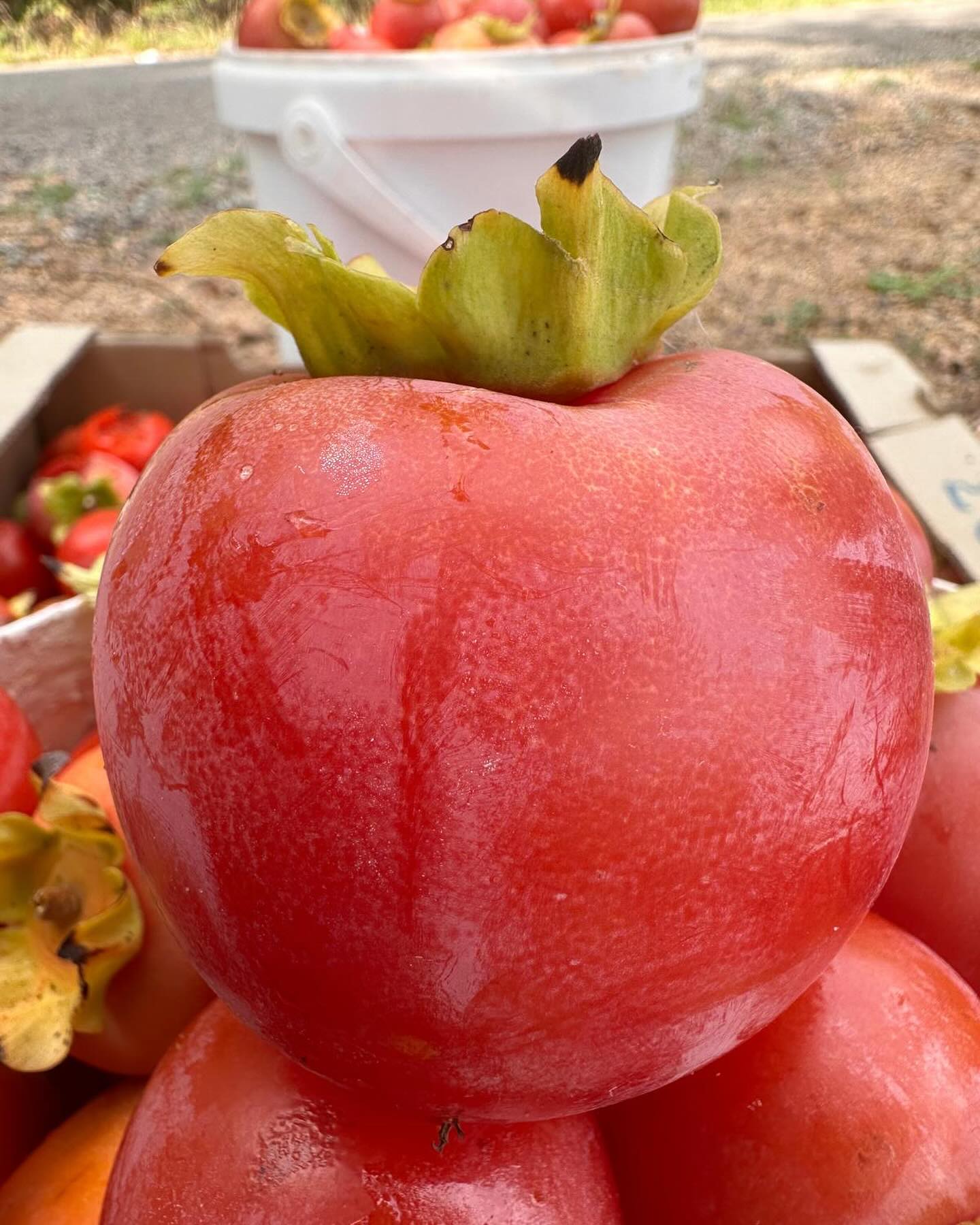 Elimină astringența fructelor de kaki