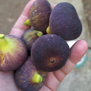 Smochin Voievod / „Albastru de Olt"