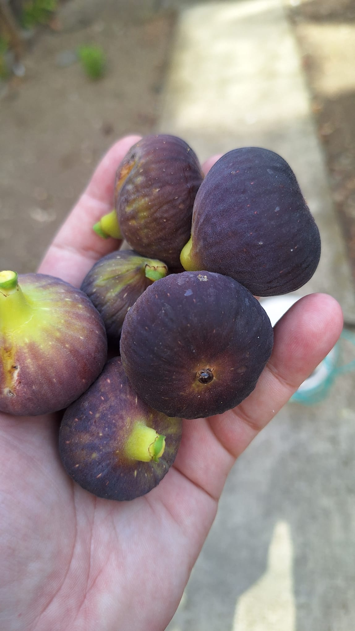 Smochin Voievod / „Albastru de Olt"