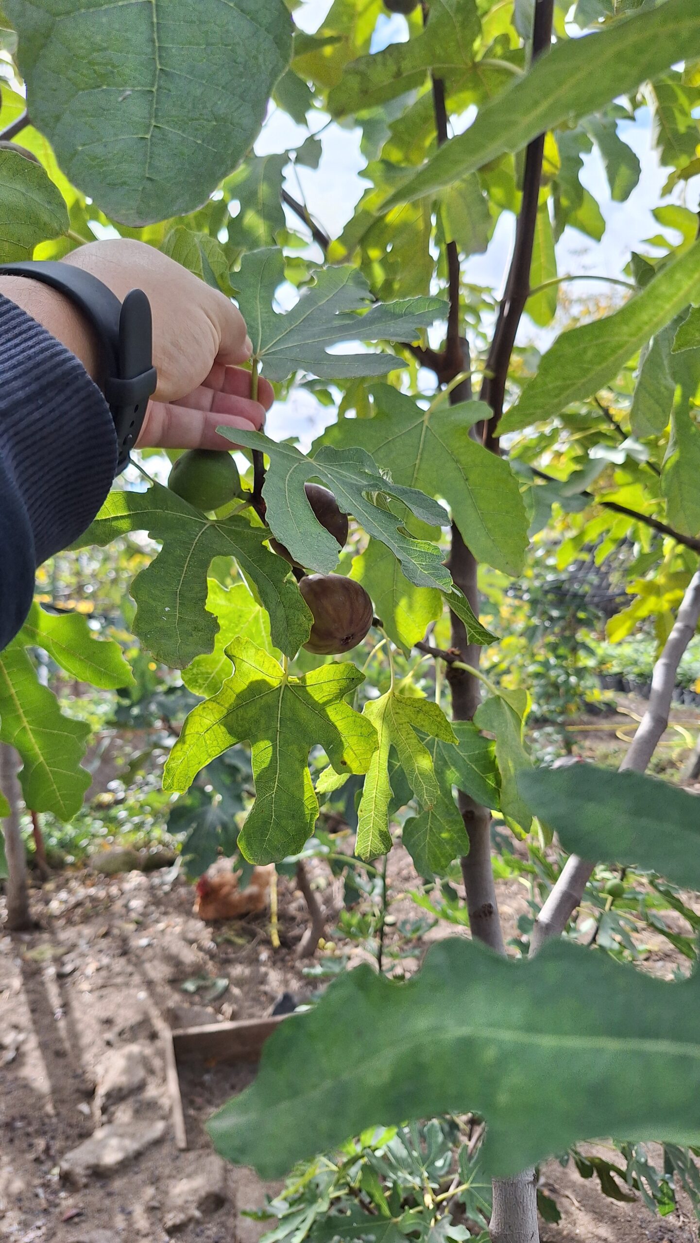 Smochin Peretta - imagine 8