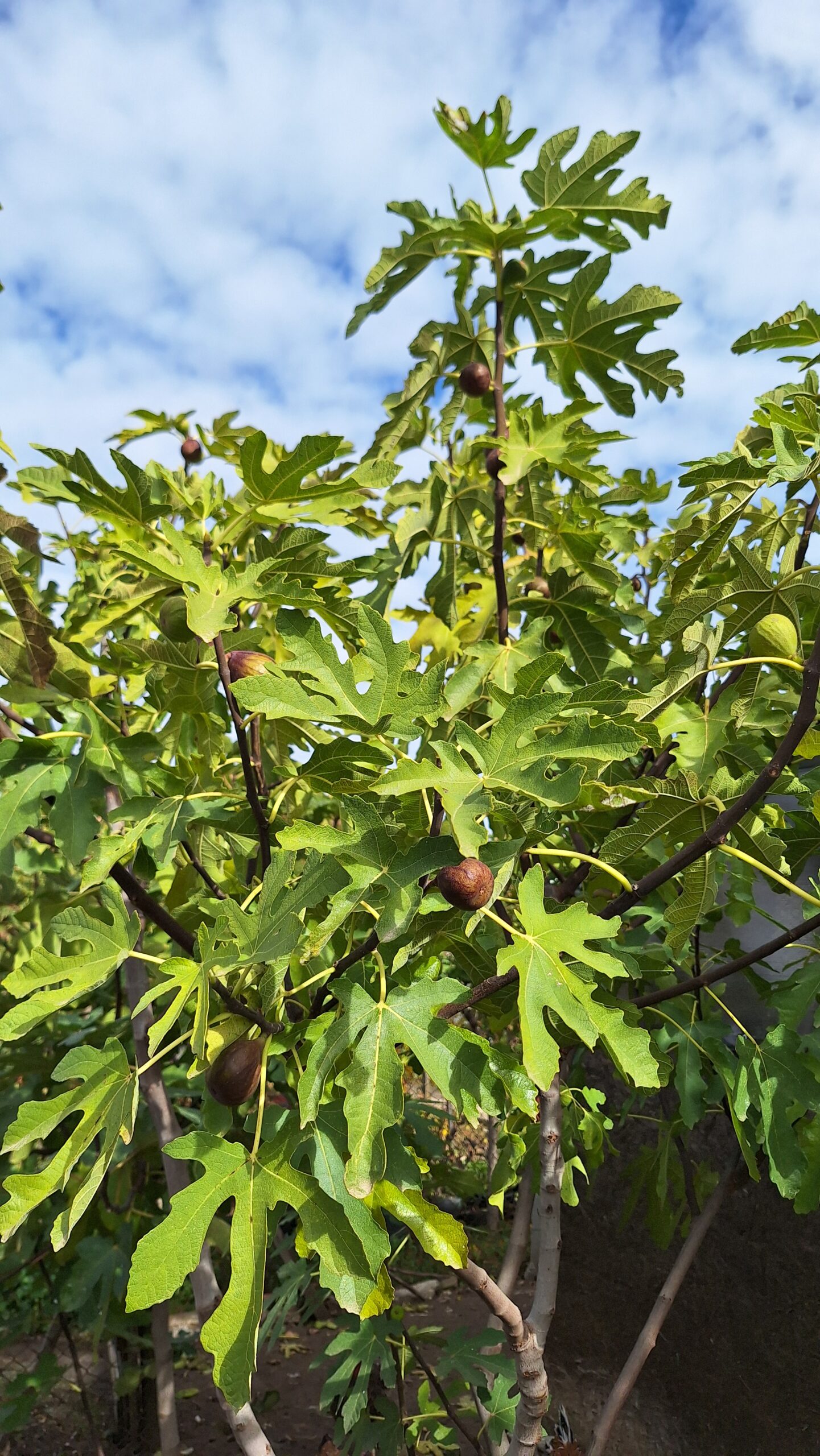 Smochin Peretta - imagine 6