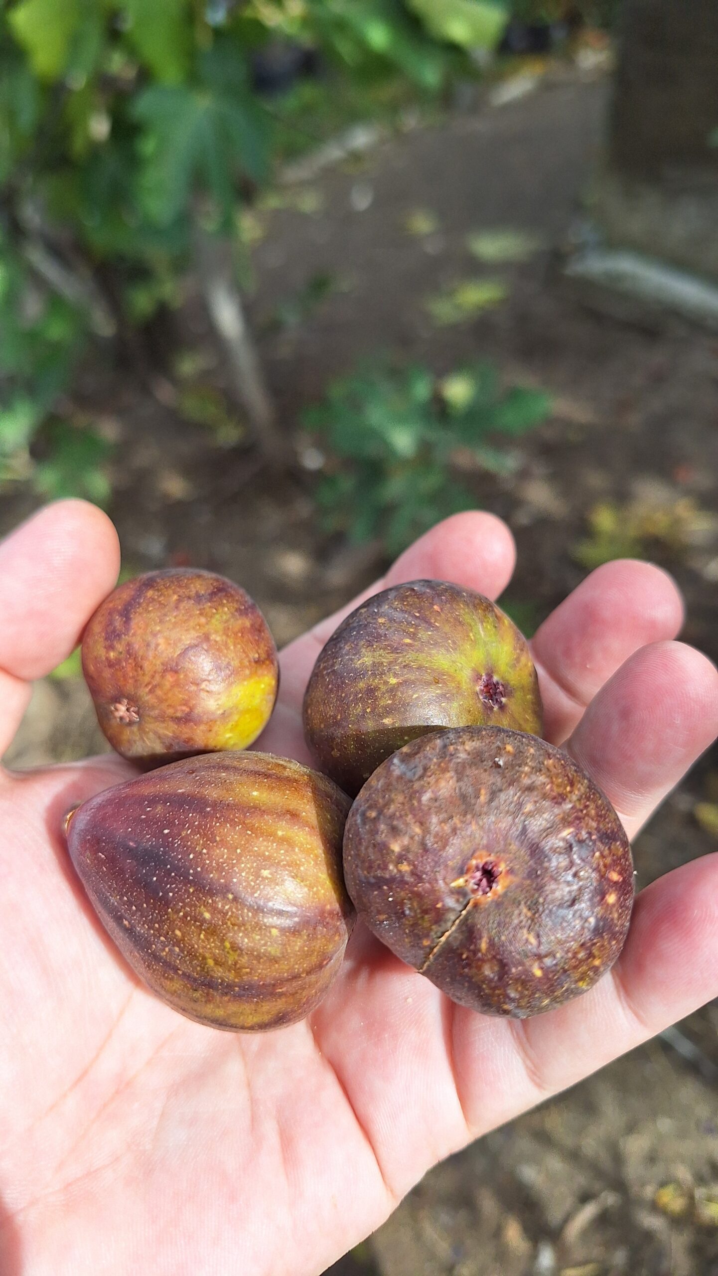 Smochin Peretta - imagine 5