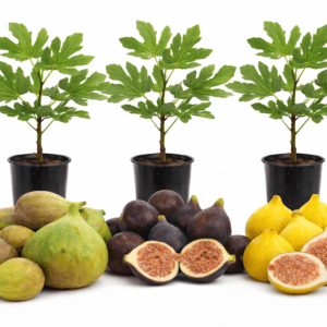 Colecția "Smochini Românești"