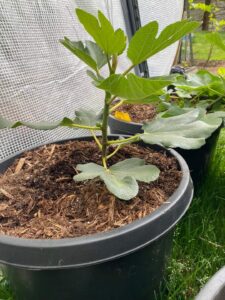 Smochin tânăr nelignifiat