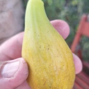Smochin Verdolino (Italian Montan)