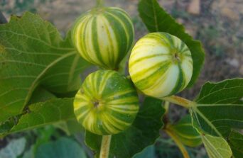 Îngrijirea smochinului pe timpul verii