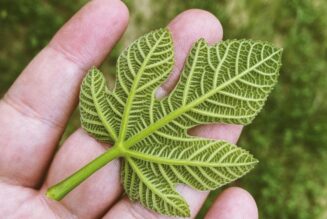 Plantarea optimă a smochinilor
