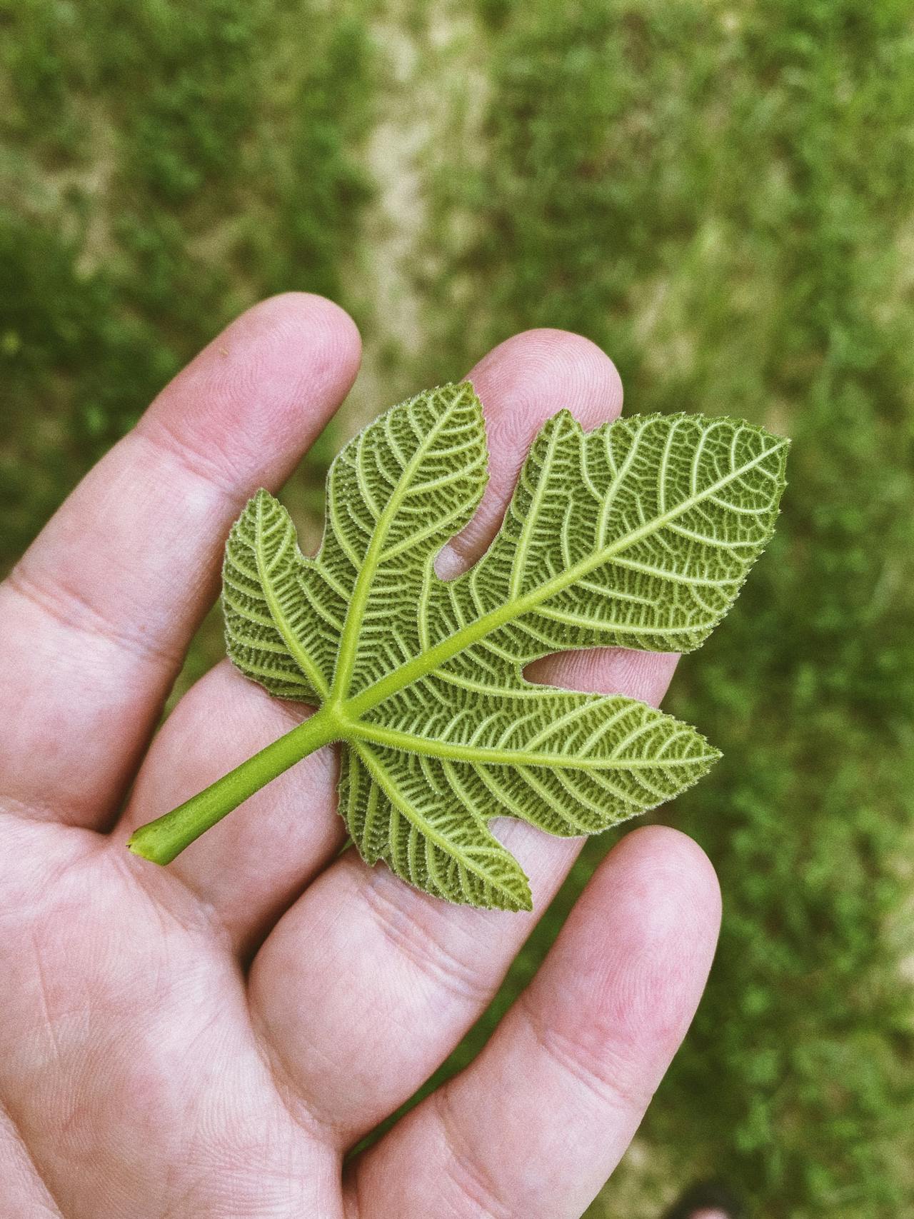 Plantarea optimă a smochinilor