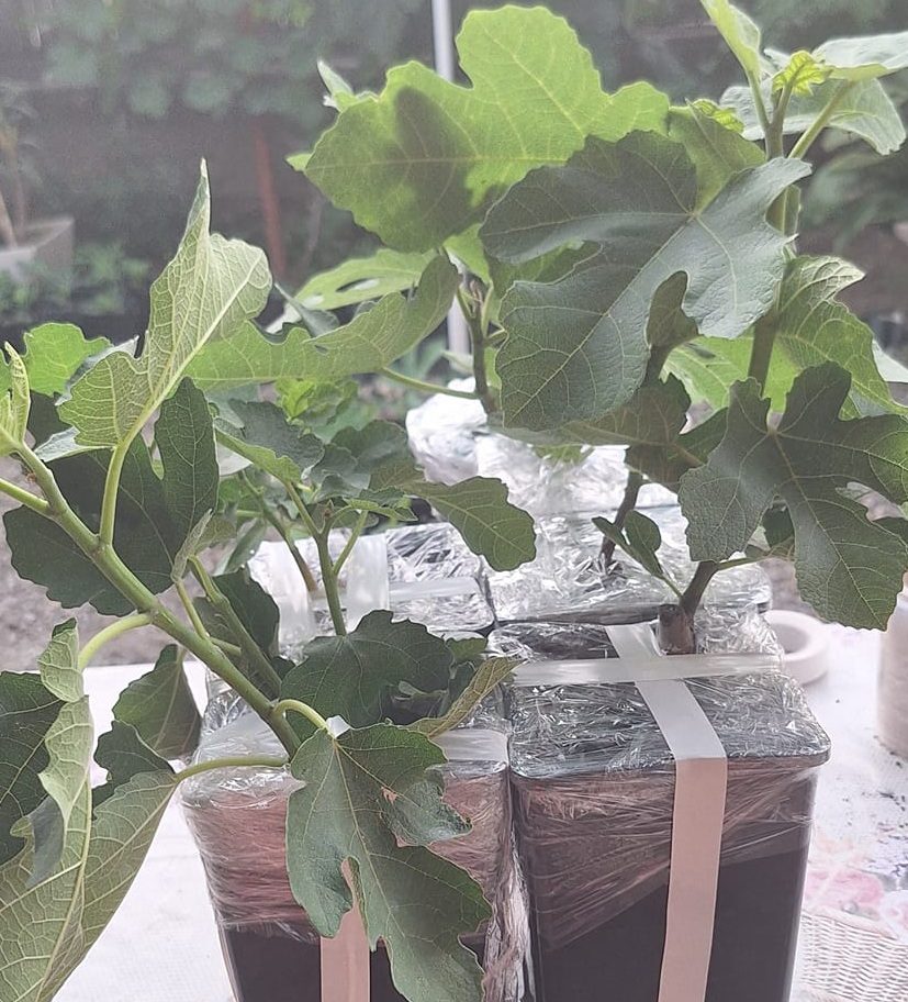 Exemplu de împachetare a unor puieți de primăvară de la FRUQT.ro 