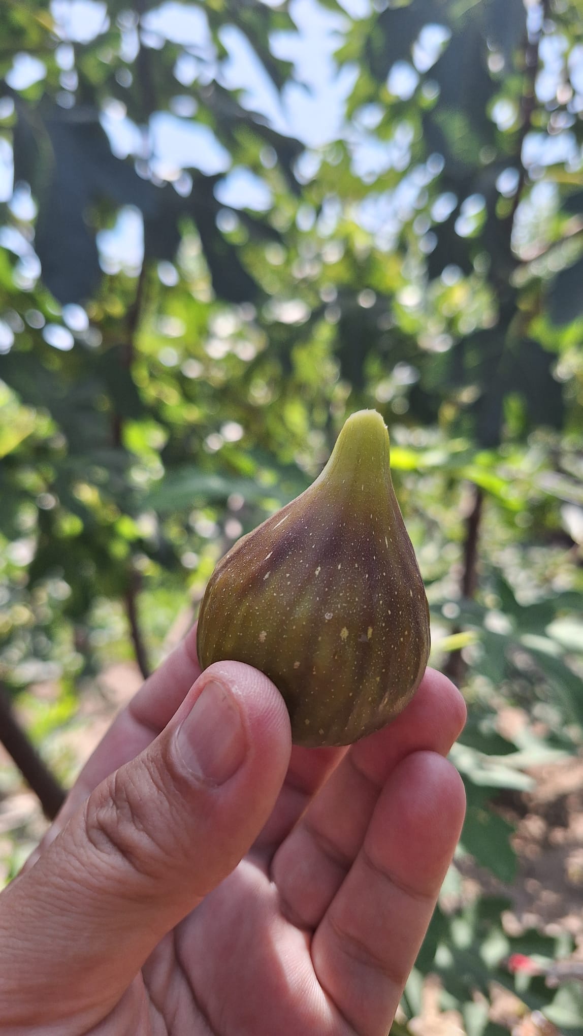 Smochin Peretta - imagine 4