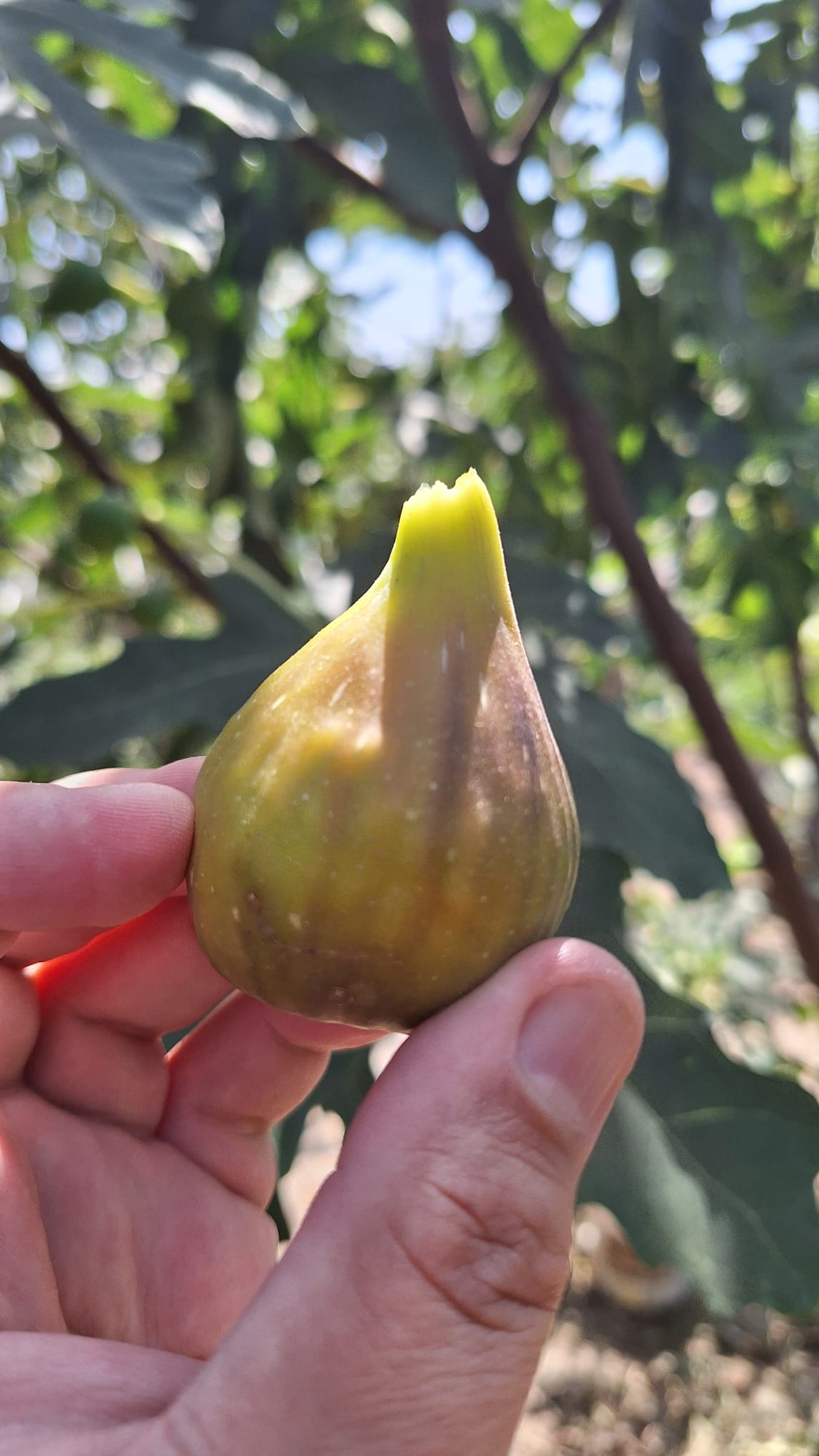 Smochin Peretta - imagine 3