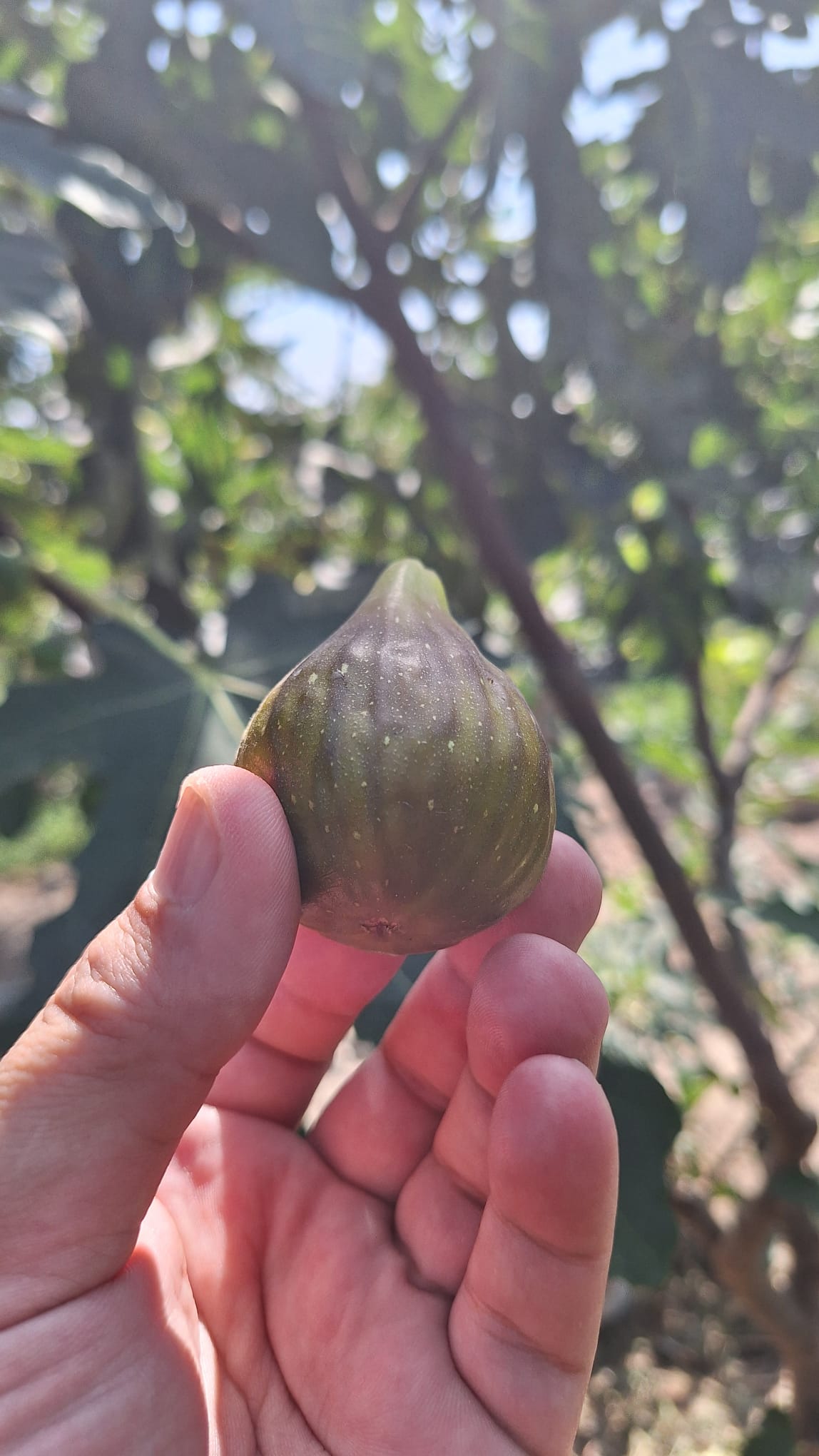 Smochin Peretta - imagine 2