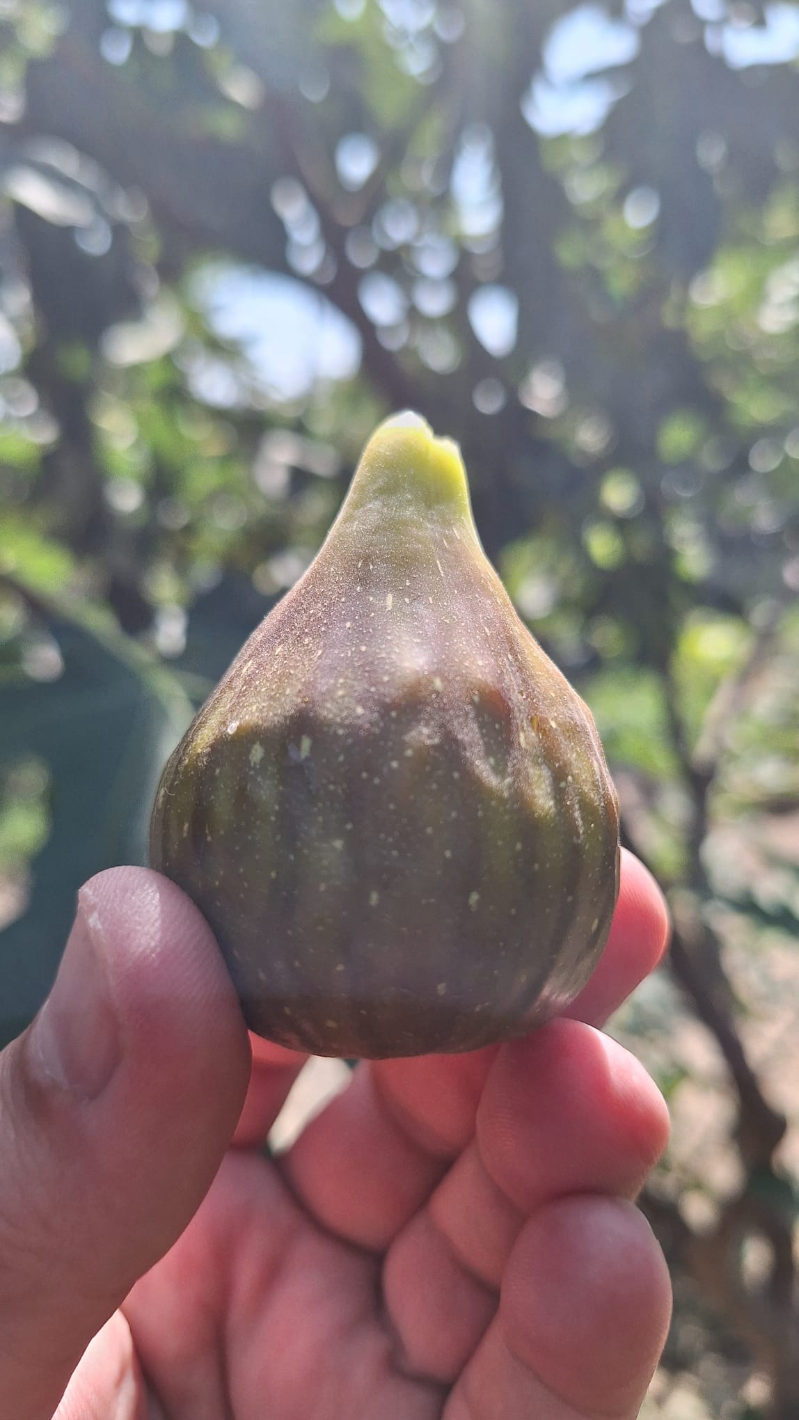 Colecția „Smochini de Nord” - imagine 2