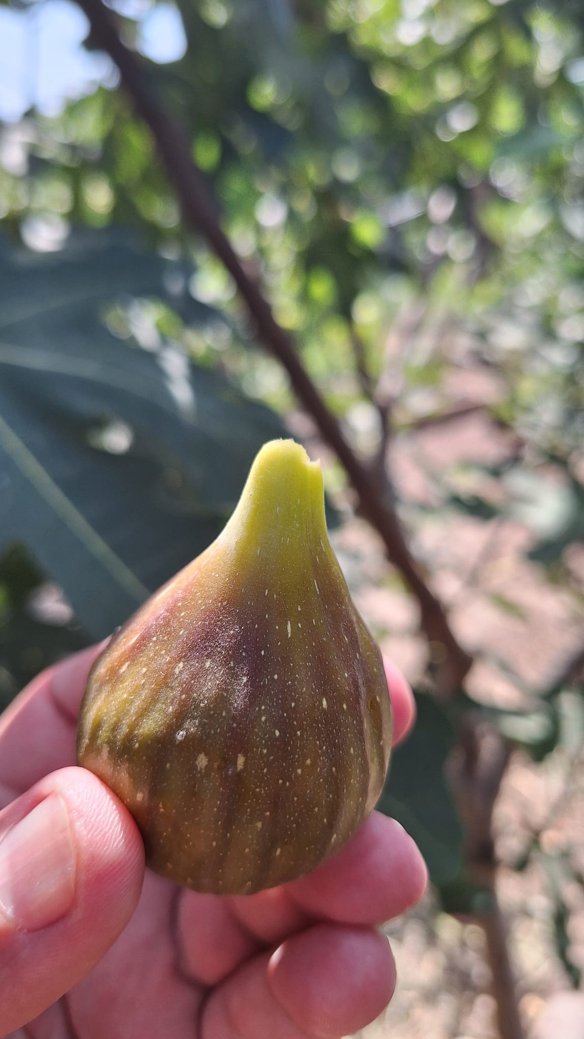 Smochin Peretta - imagine 9