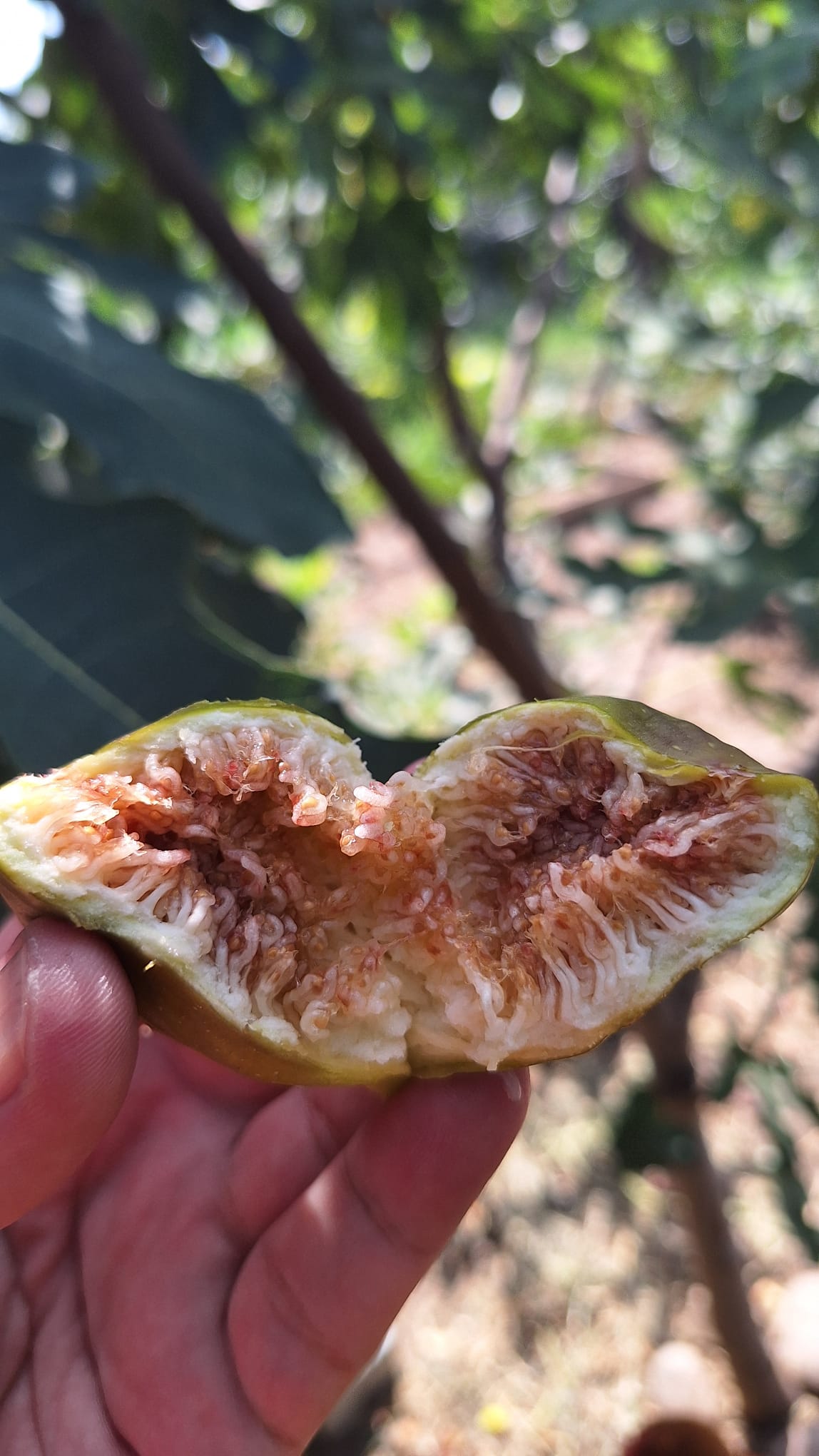 Smochin Peretta - imagine 10