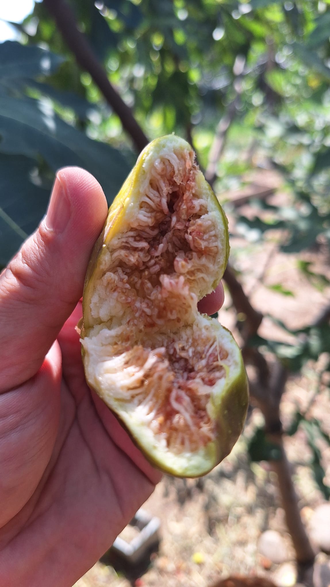 Smochin Peretta - imagine 7