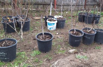 Îngrijirea smochinilor în ghivece