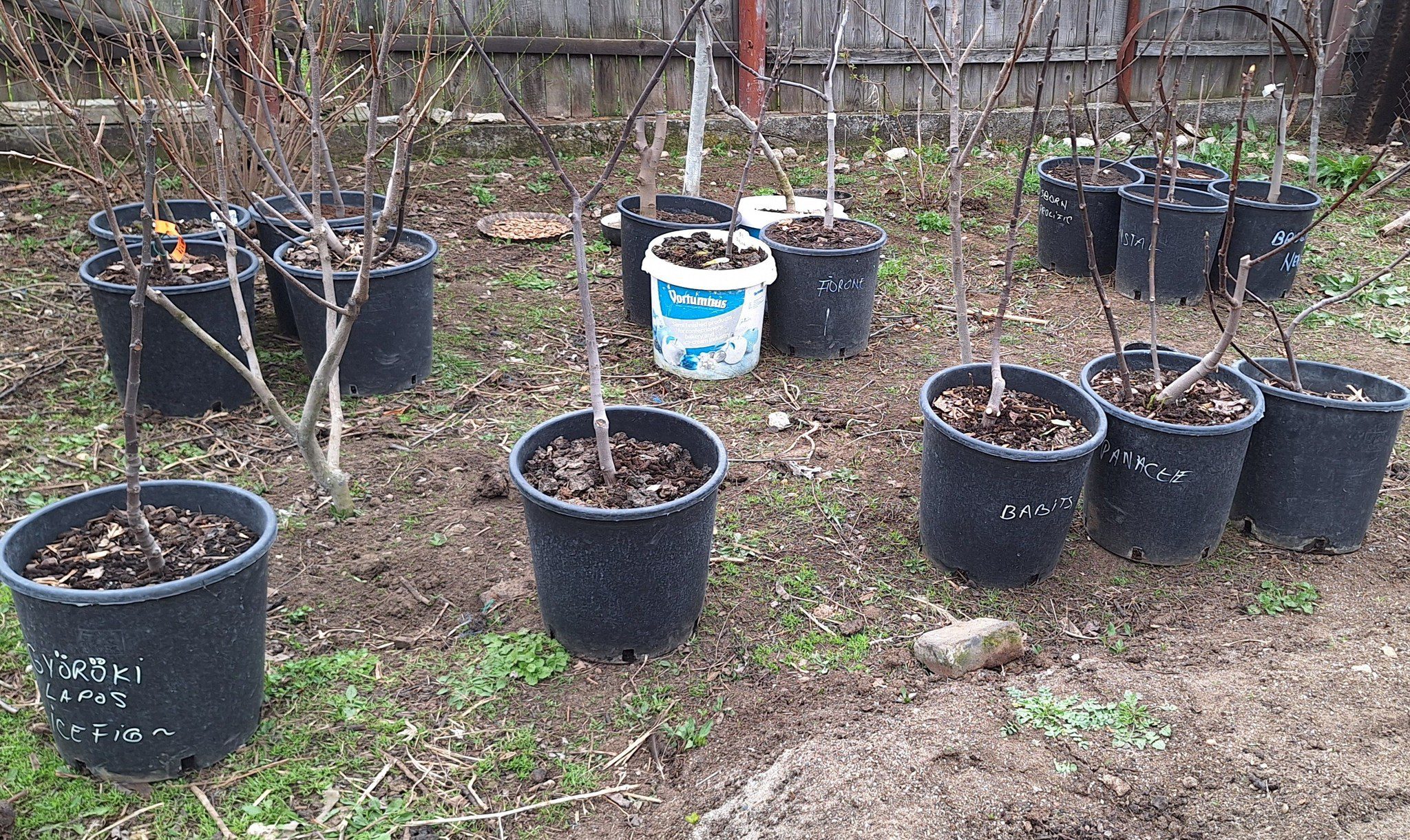 Îngrijirea smochinilor în ghivece