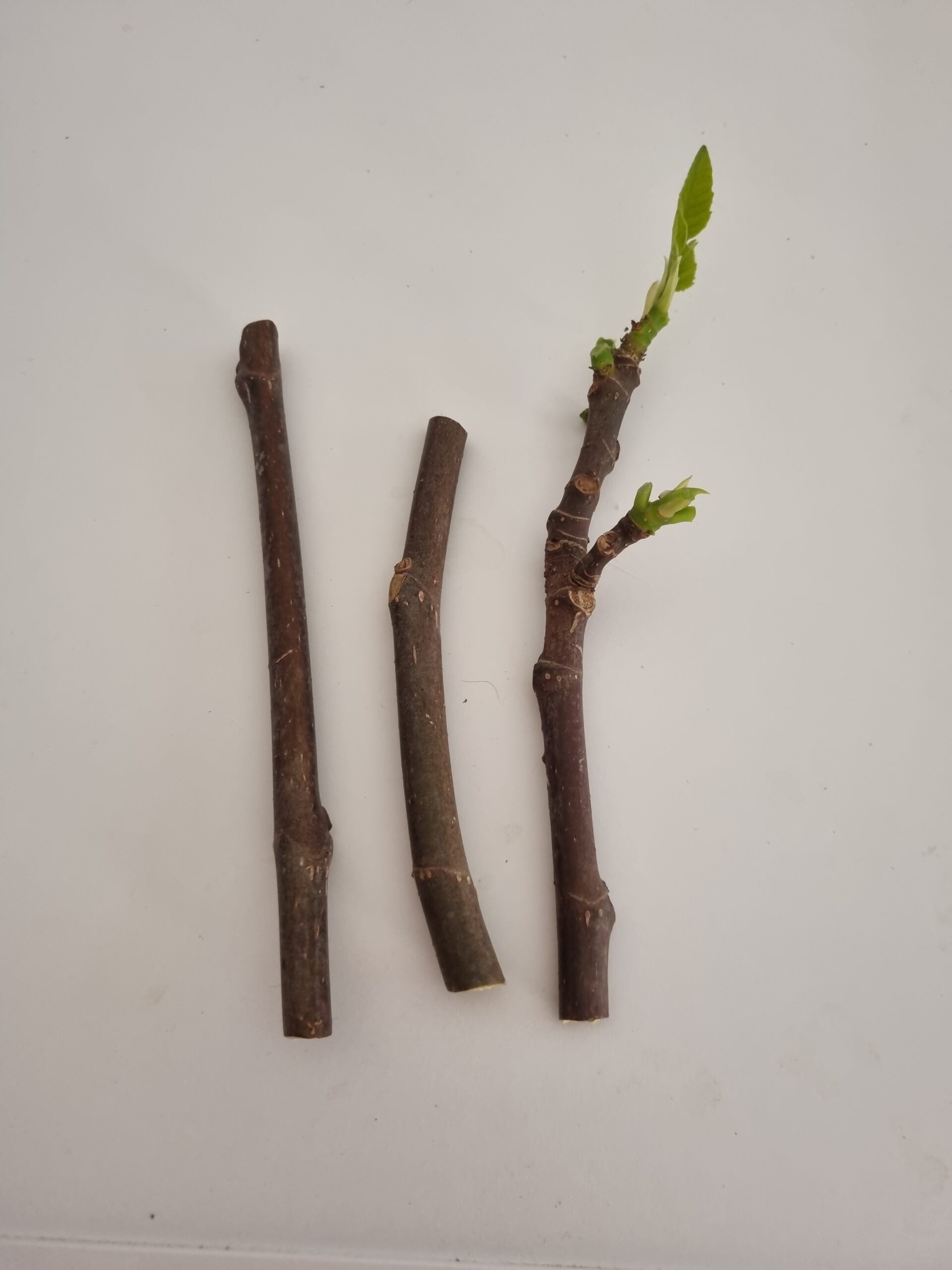 Butași fără rădăcină