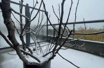 Iernarea smochinilor la ghivece